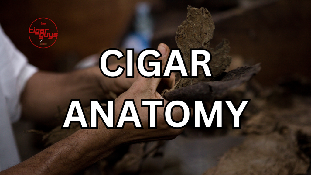 Cigar Anatomy